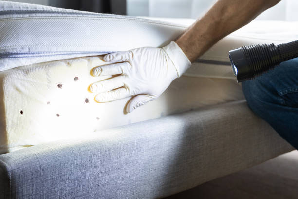 Best Affordable Pest Control Services  in Orida City, FL