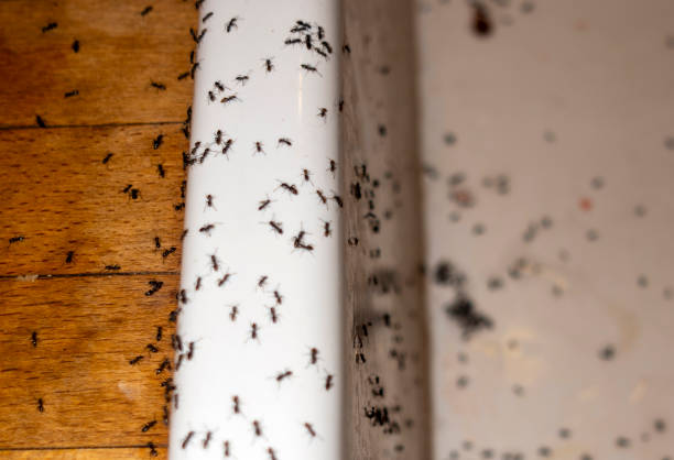 Best Flea Control Services  in Orida City, FL