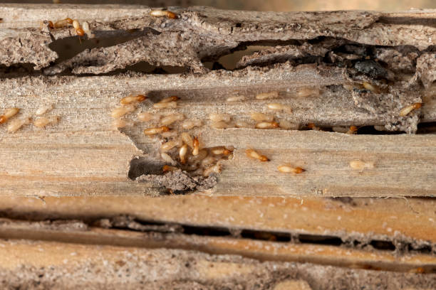 Best Pest Control for Businesses  in Orida City, FL