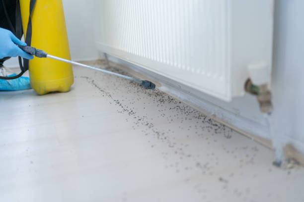 Best Mosquito Control Services  in Orida City, FL